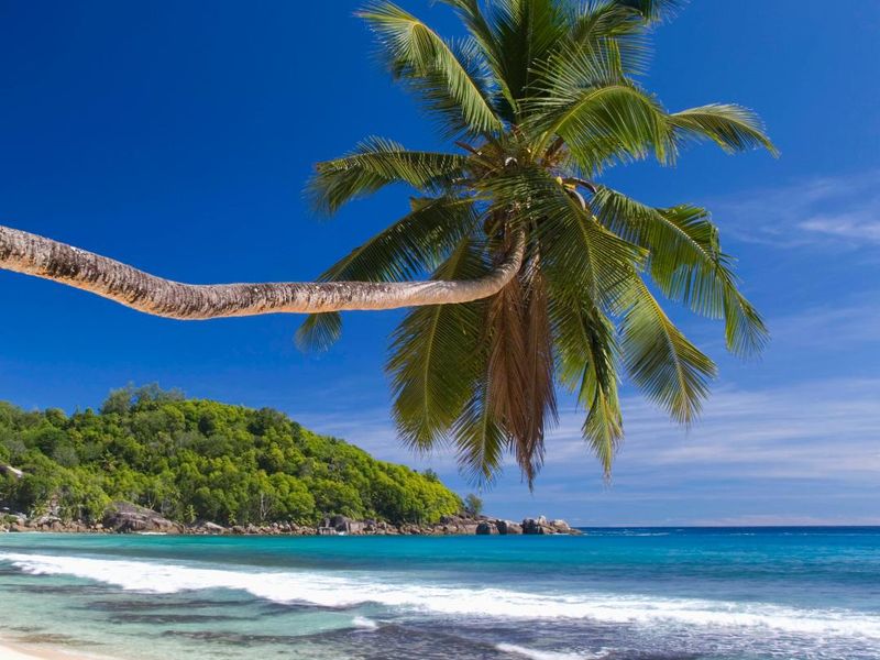 A scenic view of a pristine tropical beach with clear blue water, white sand, and a prominent palm tree overlooking the coastline.