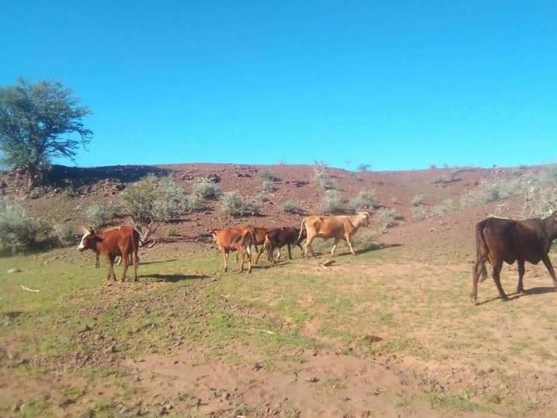 Farm for sale in Rehoboth - Photo 8