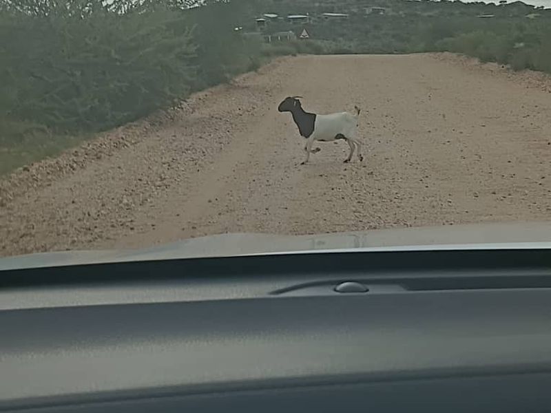 5 HECTARES FARM STYLE PLOT FOR SALE- FARM NARUXHAS - Photo 6