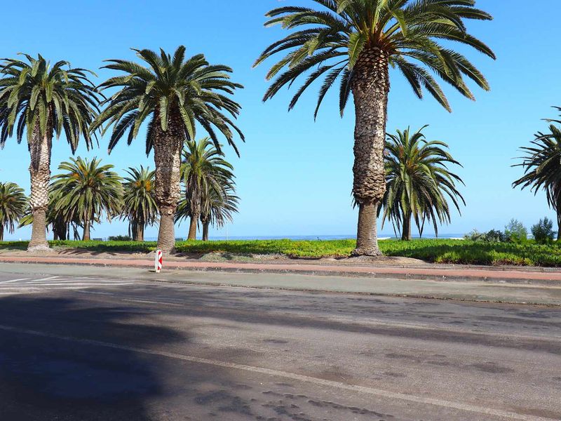 A street-level view of a coastal road lined with mature palm trees, showing the verge and proximity to the ocean.