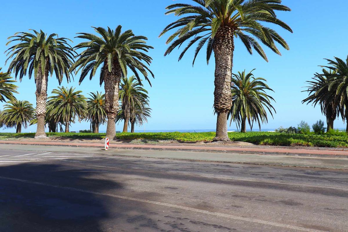 A street-level view of a coastal road lined with mature palm trees, showing the verge and proximity to the ocean.