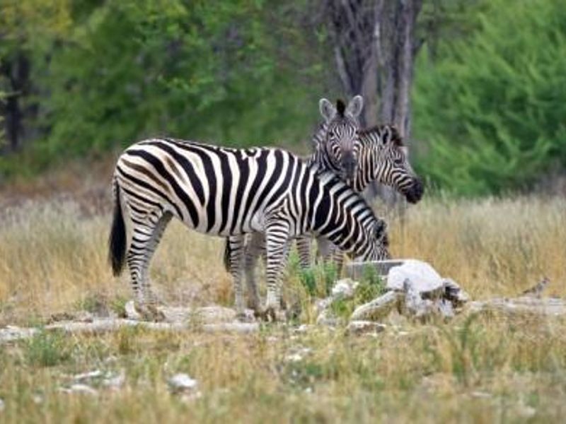 Own a Profitable Game farm in Scenic Grootfontein! - Photo 5