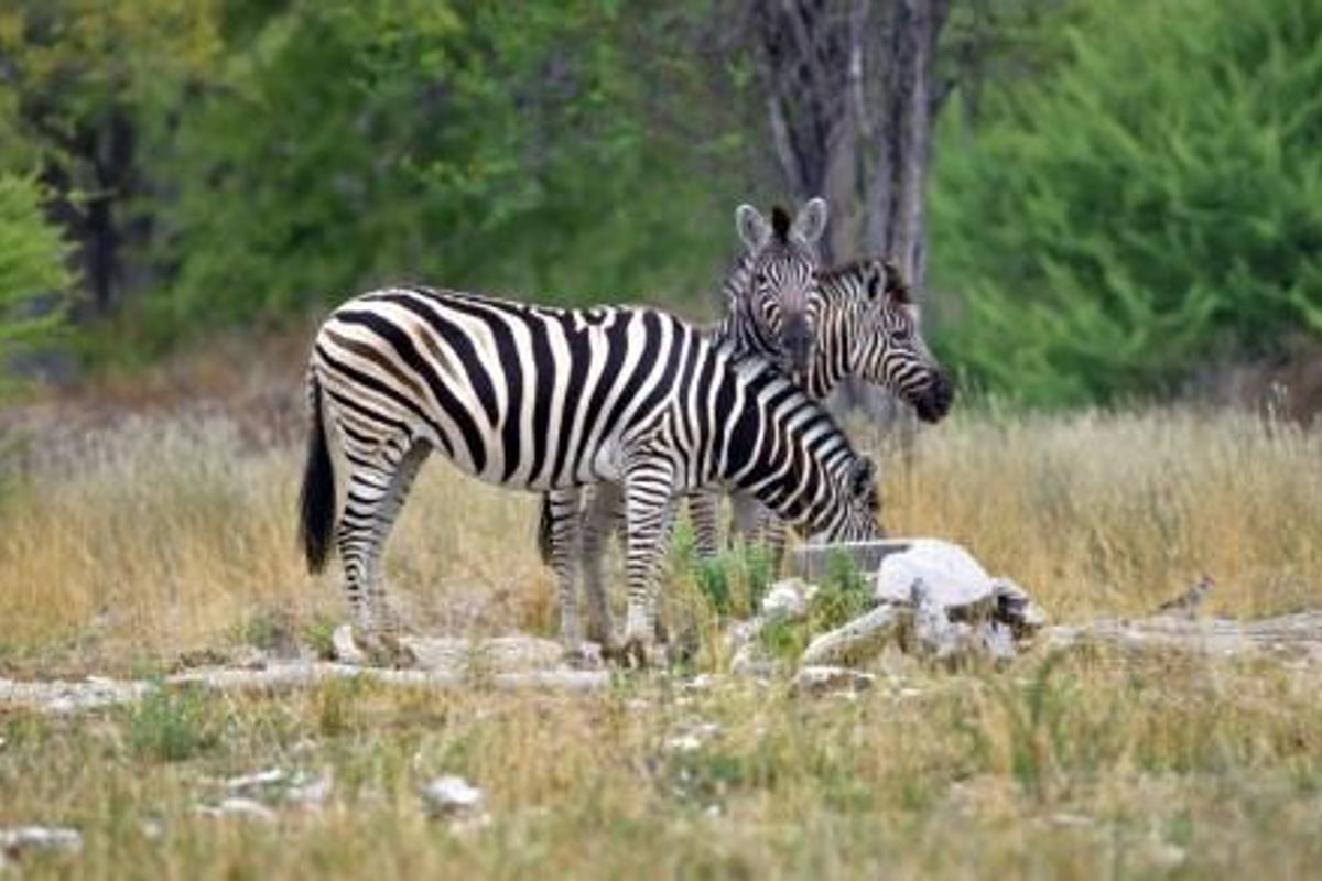 Own a Profitable Game farm in Scenic Grootfontein! - Photo 5