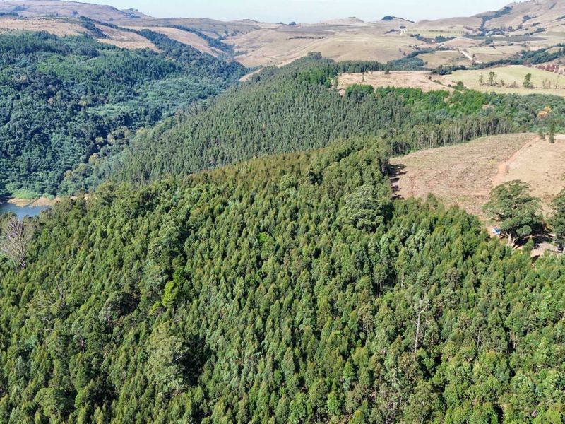 33-Hectare Vacant Land with Forest and Panoramic Views in the Midlands, Howick Rural - Photo 7