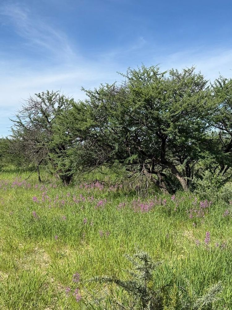 View of the field on the Farm