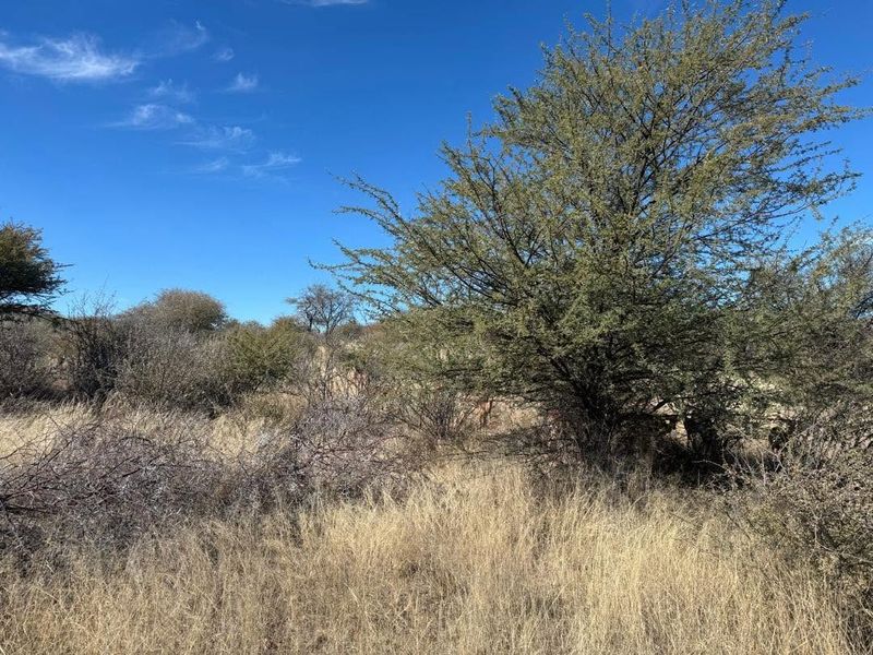 A view of the natural landscape and indigenous vegetation on the small holding property.
