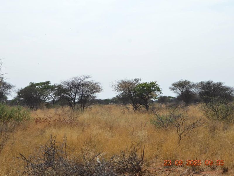 A view of the vacant agricultural land featuring natural dry grass and scattered native trees.