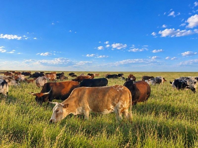 A wide-angle view of a large, open grazing pasture on a farm with cattle roaming freely under a clear blue sky.