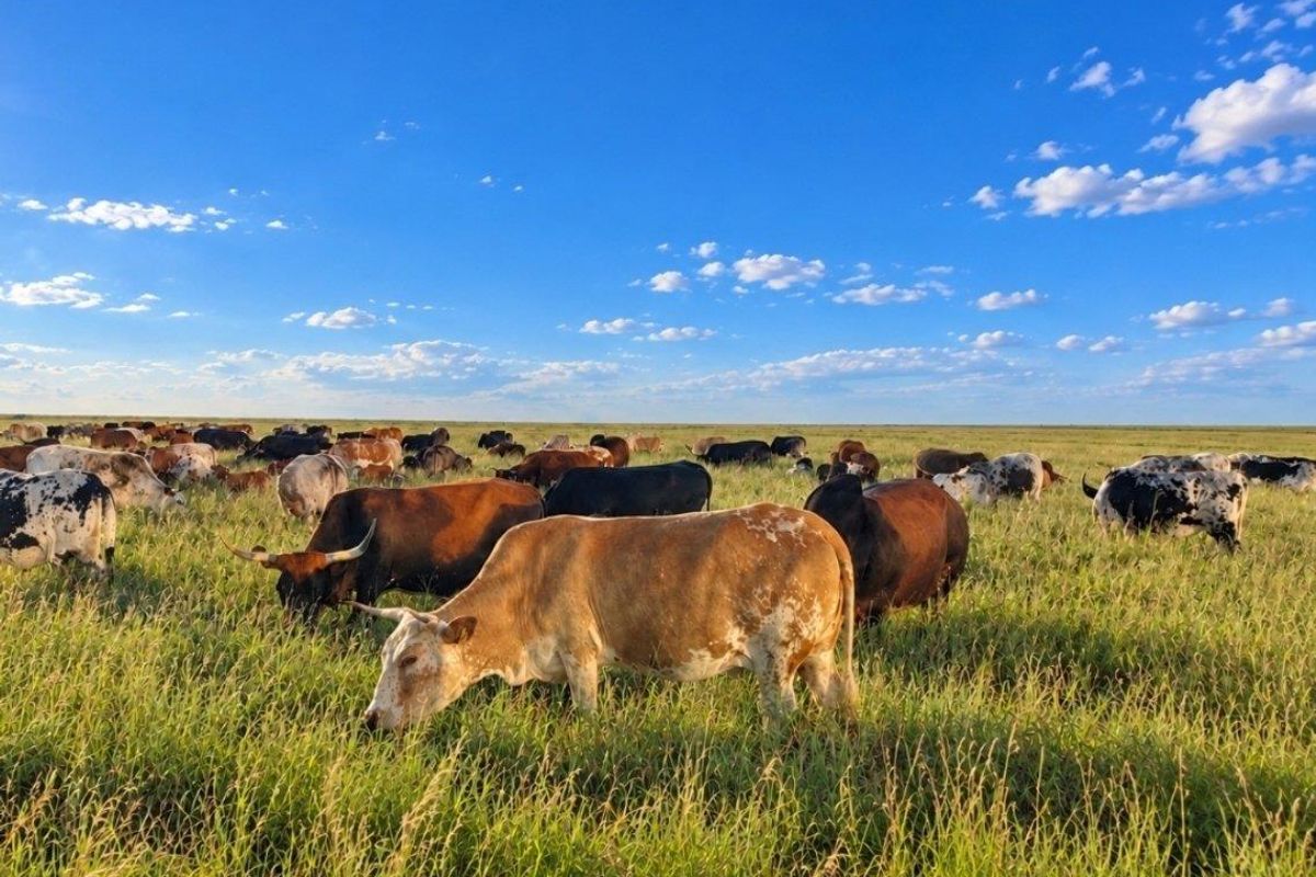 A wide-angle view of a large, open grazing pasture on a farm with cattle roaming freely under a clear blue sky.