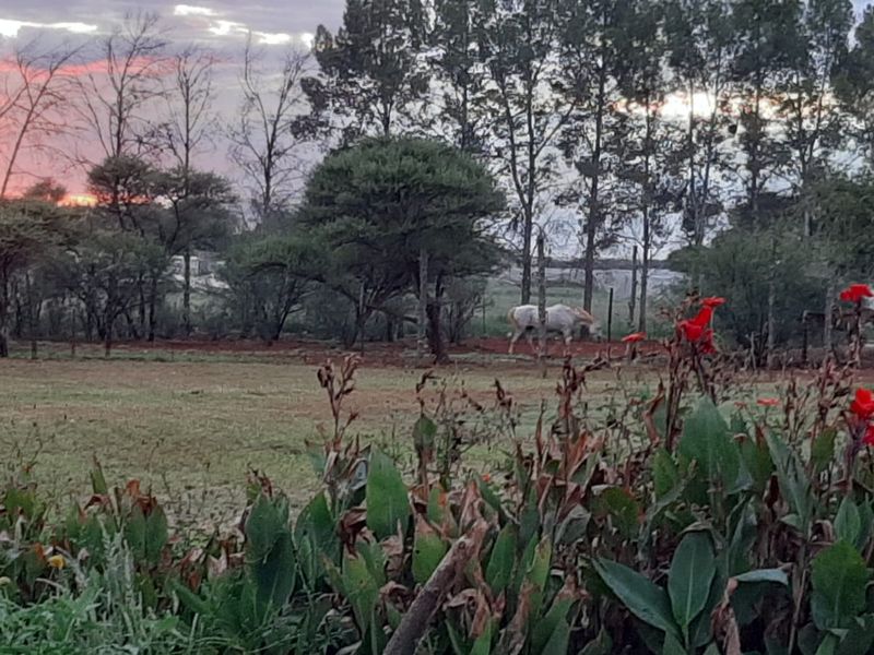 Country living at it's best - Photo 5