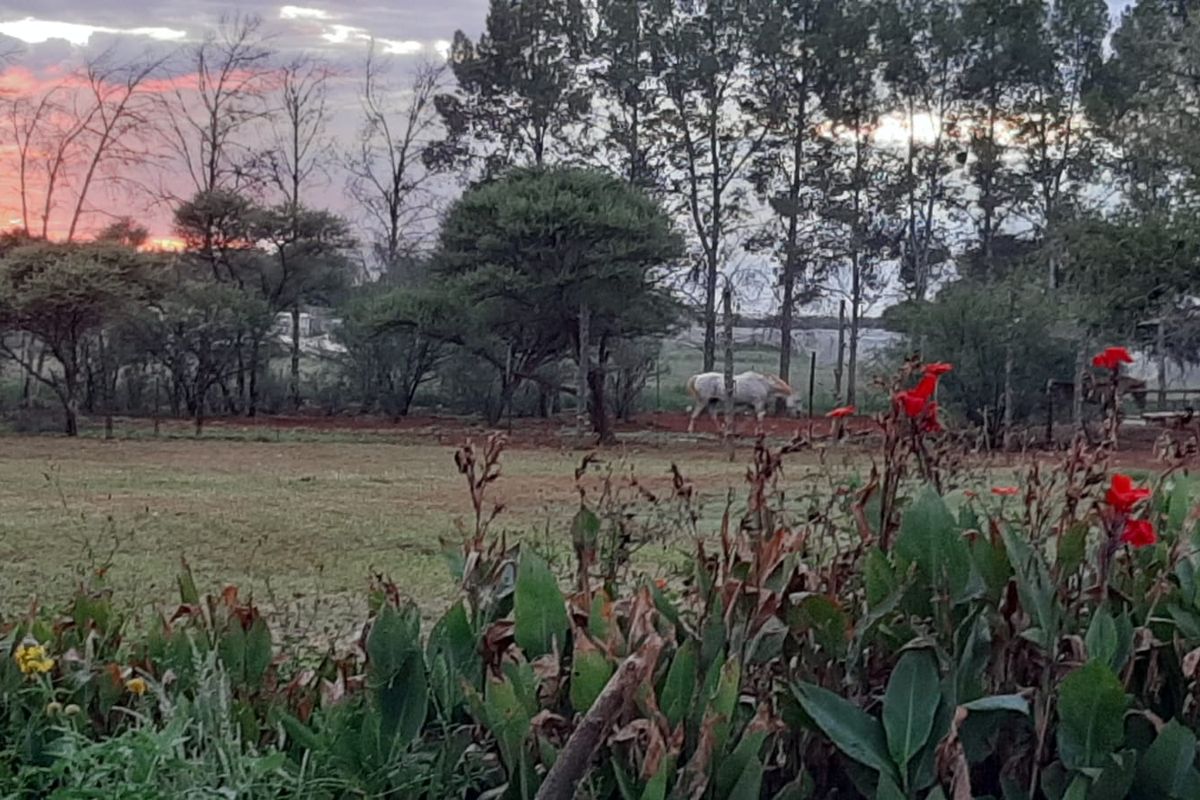 Country living at it's best - Photo 5