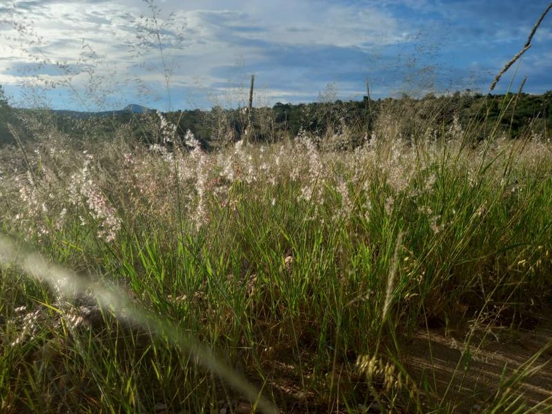 FIRST OF THE GRID MANAGED NATURE ESTATE - NISH LIVING - Photo 3