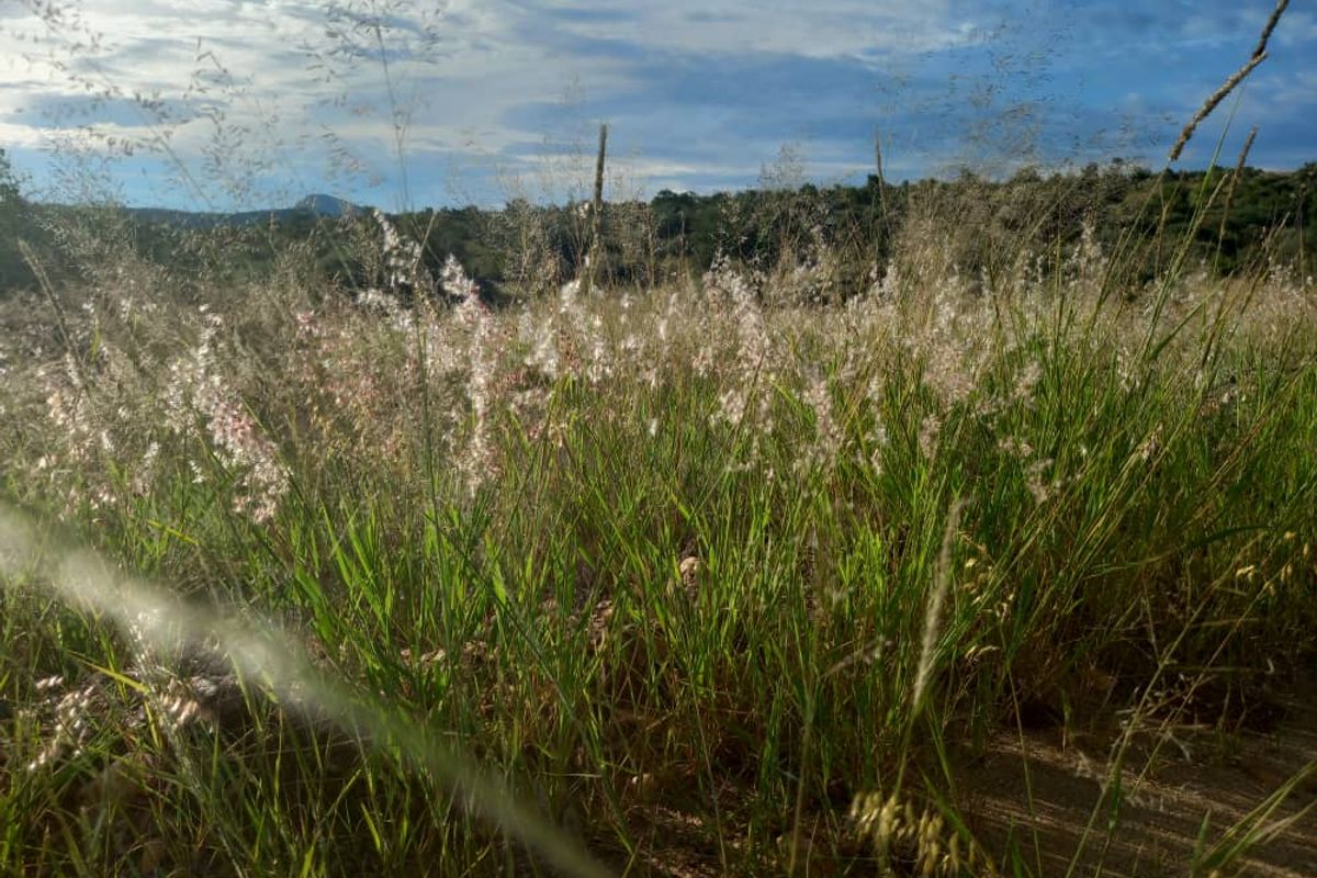 FIRST OF THE GRID MANAGED NATURE ESTATE - NISH LIVING - Photo 3