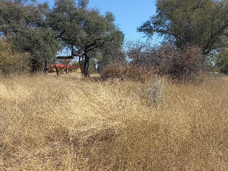 A view of a vacant residential plot featuring natural dry grass and mature trees, offering a blank canvas for future development.