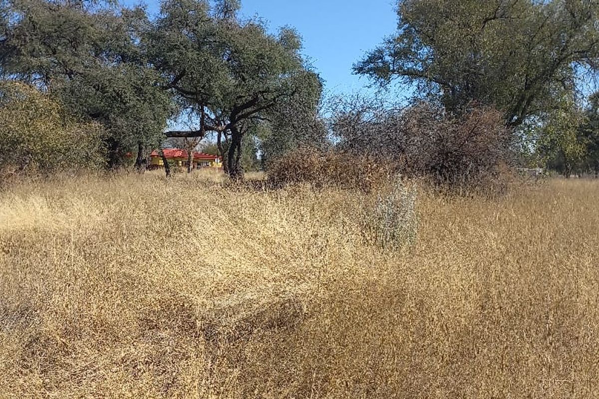 A view of a vacant residential plot featuring natural dry grass and mature trees, offering a blank canvas for future development.