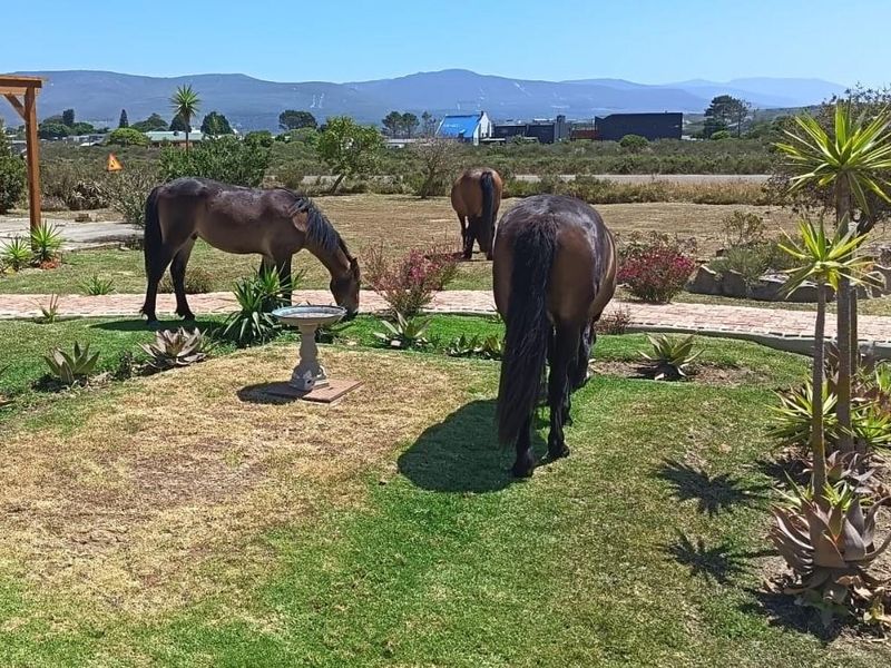 A landscaped residential garden area featuring a brick paved pathway and a timber pergola structure with mountain views in the background.