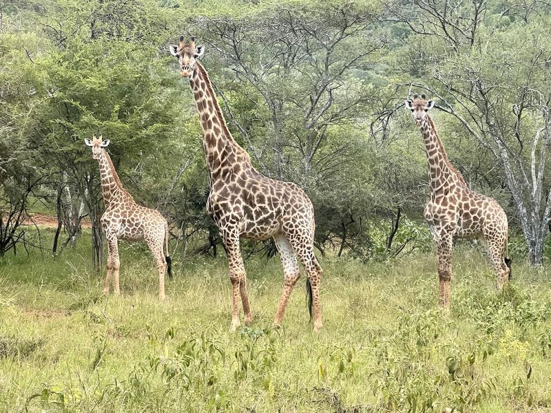 A scenic view of the natural landscape featuring indigenous trees and wildlife, showcasing the property's tranquil and natural environment.