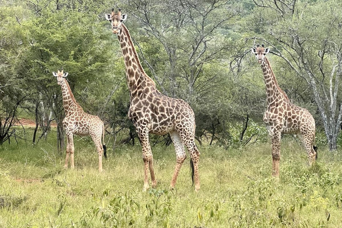 A scenic view of the natural landscape featuring indigenous trees and wildlife, showcasing the property's tranquil and natural environment.