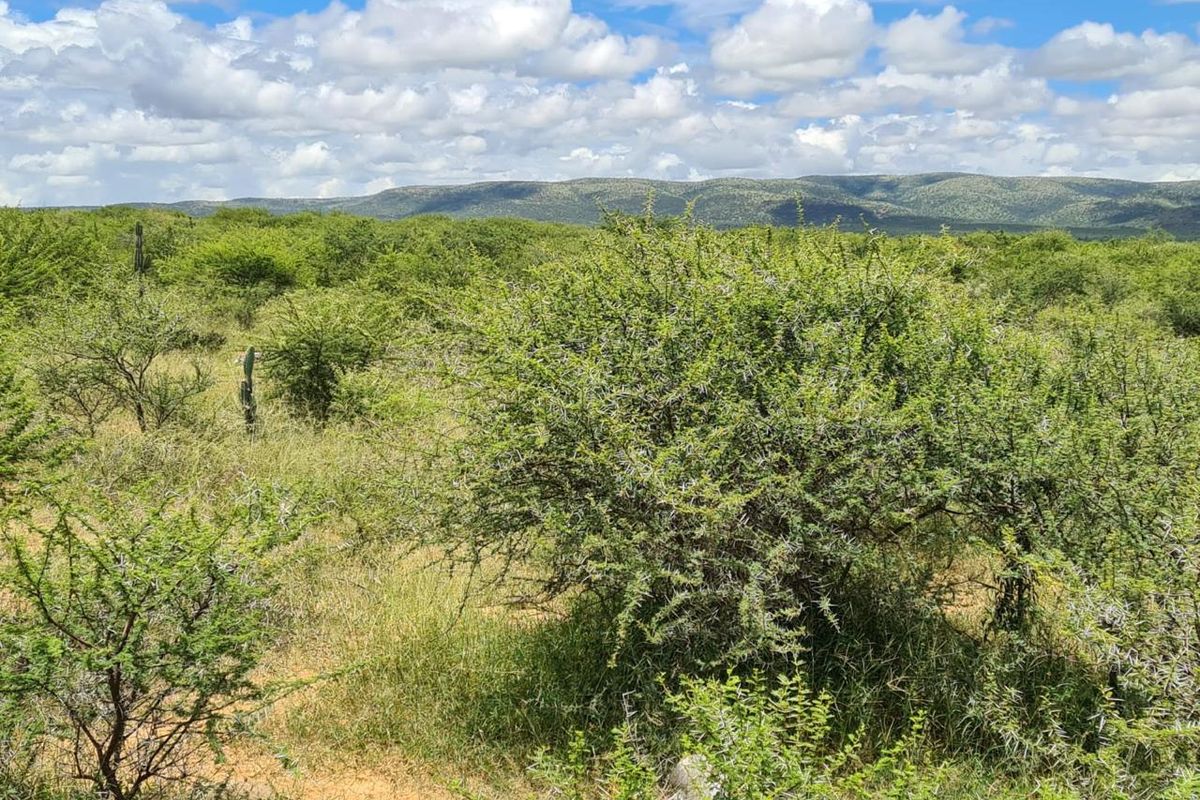 A scenic view of the expansive natural landscape featuring native vegetation and rolling hills under a bright, cloudy sky.