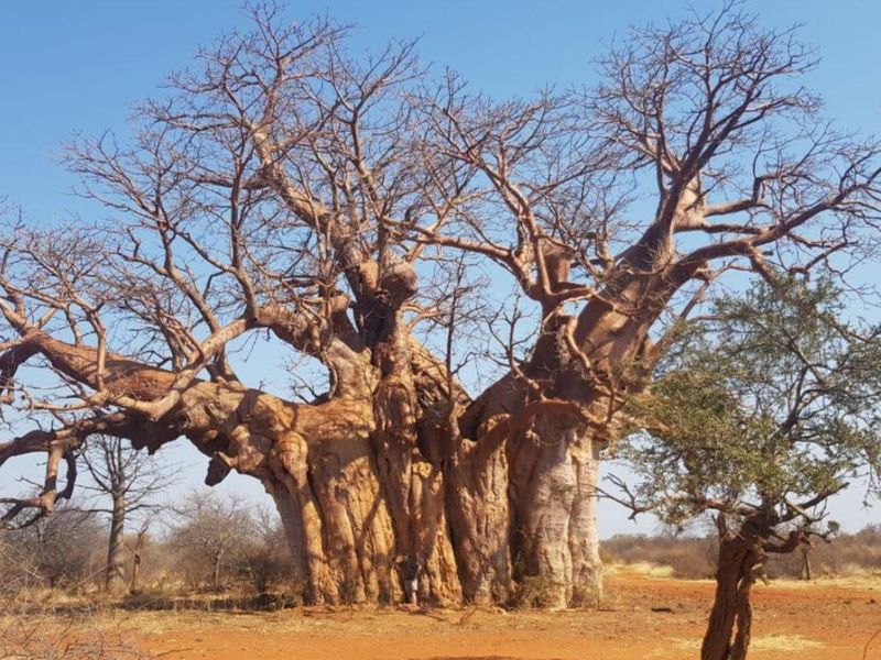 A large, mature baobab tree situated on the farm grounds, showcasing the natural landscape and vegetation of the property.