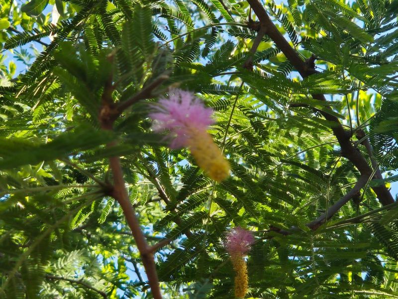 "Own a Slice of Paradise Next to Leeupoort's Greenbelt!" - Photo 2