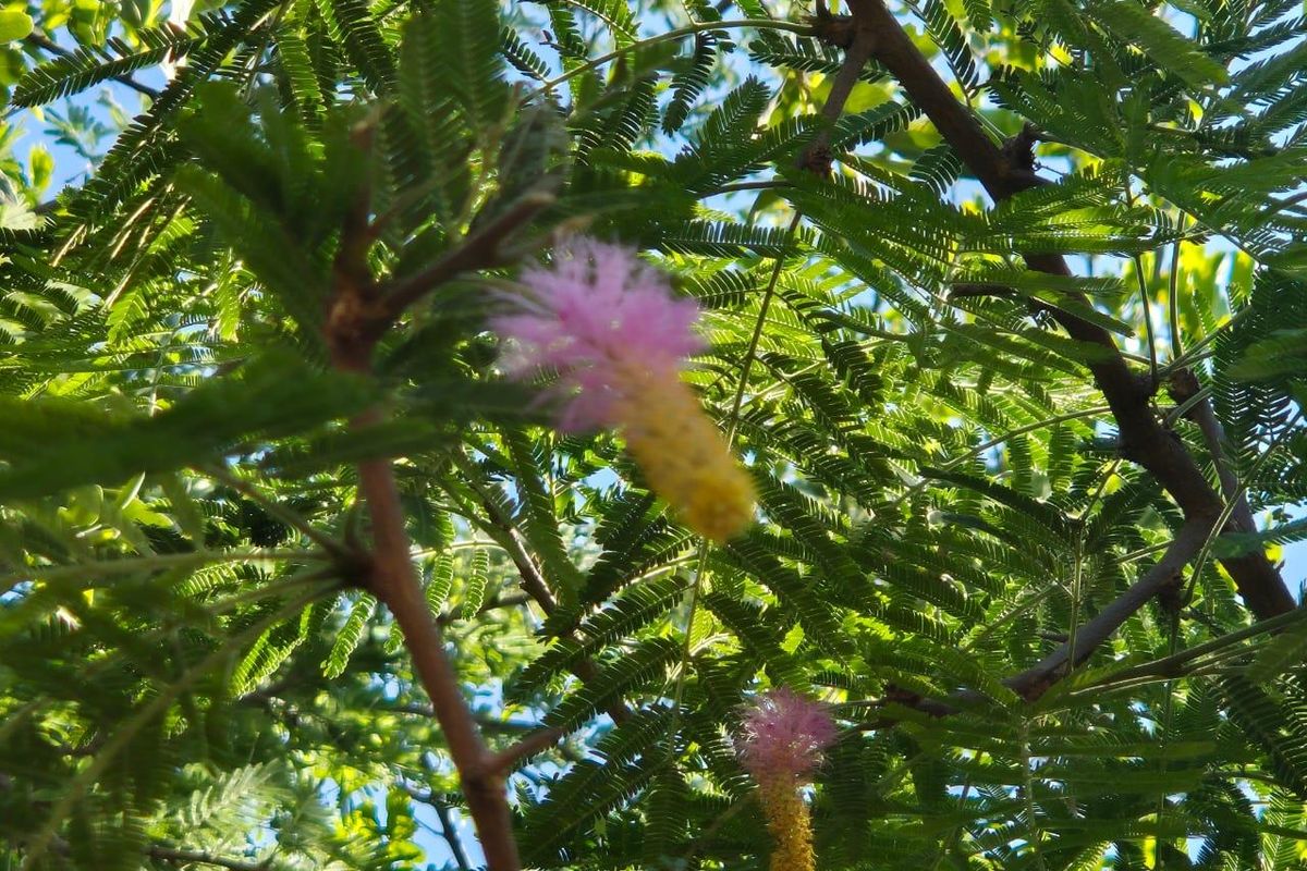 "Own a Slice of Paradise Next to Leeupoort's Greenbelt!" - Photo 2