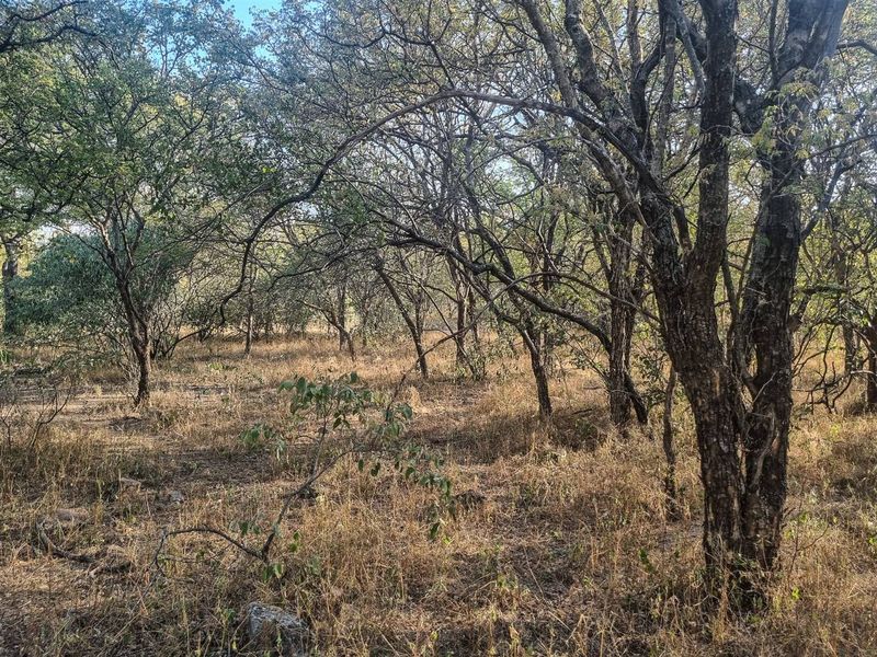 Stand with Bushveld views. - Photo 8