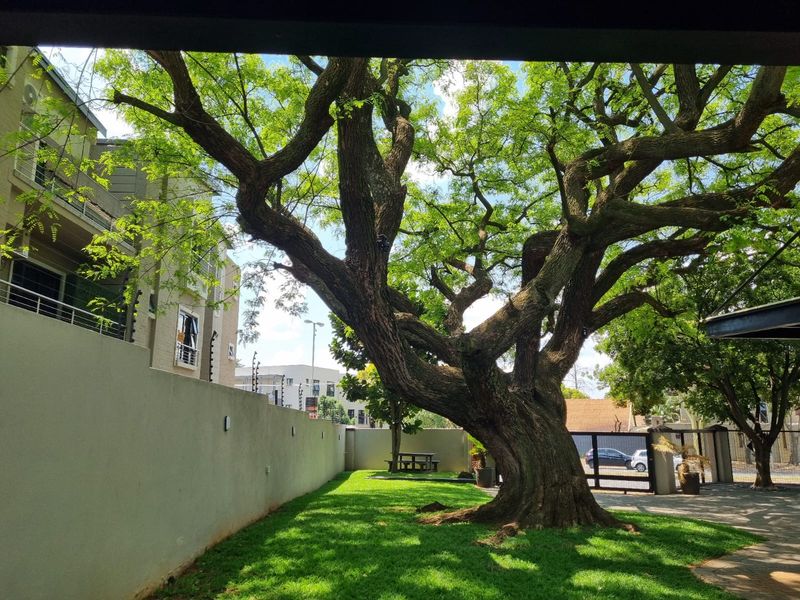 A well-maintained garden area featuring a large mature tree, boundary wall with electric fencing, and paved driveway access.
