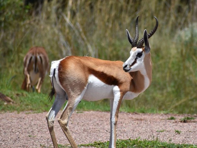 STANDS AVAILABLE AT KORO CREEK BUSHVELD ESTATE - Photo 7
