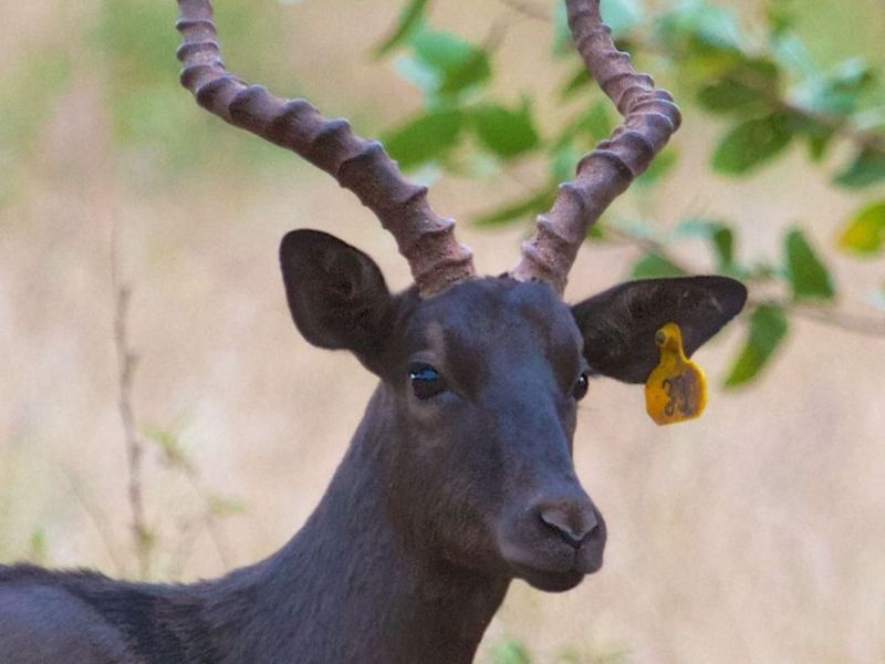 Top Game Breeding Farm for Sale - Photo 7