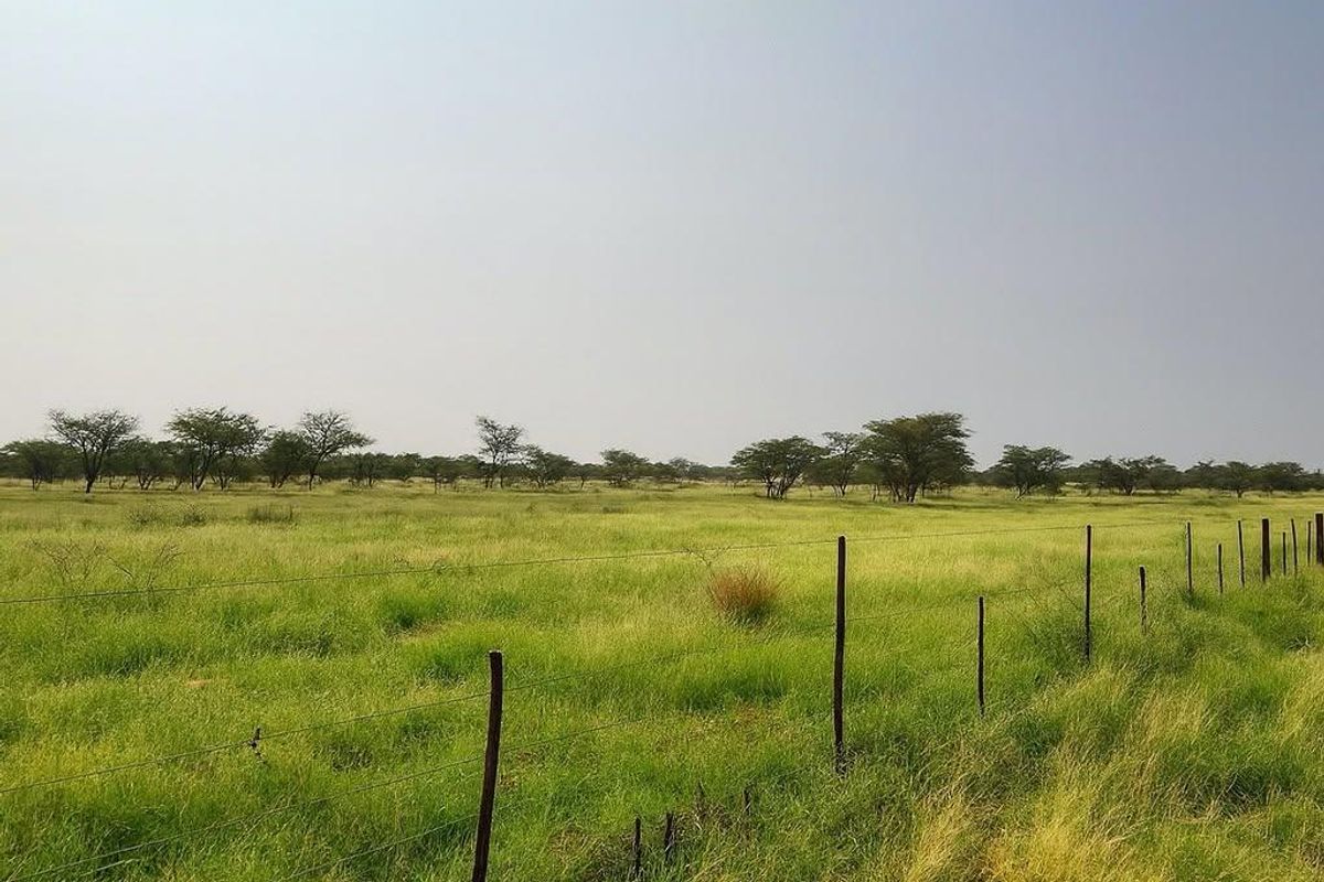 Prime 1,000ha Farm — Otjiwarongo (inside town area) - Photo 3