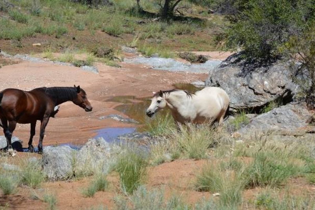 Guest Farm for Sale below Valuation - Photo 5