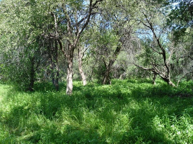A view of a natural, wooded garden area featuring mature trees and dense ground cover on the small holding property.
