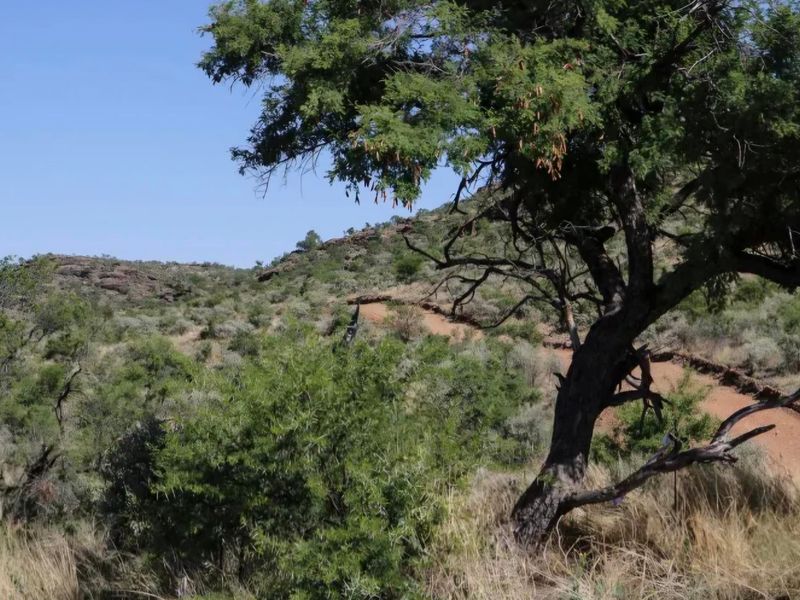 A scenic view of the natural landscape featuring native trees, shrubs, and a dirt track winding through the hilly terrain.