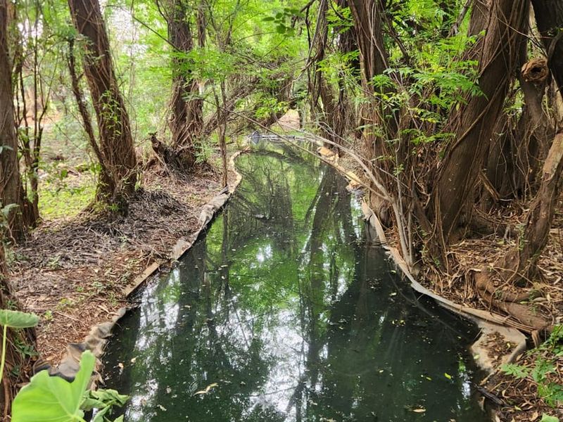 A natural garden setting featuring a narrow water feature surrounded by mature trees and dense vegetation.
