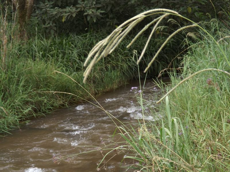 Ideal Citrus/Macadamia Farm for Sale - Photo 2
