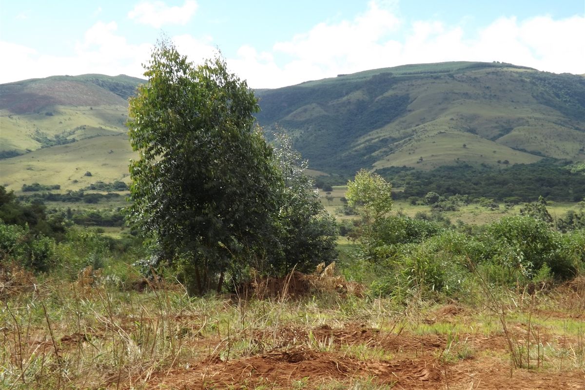 Ideal Citrus/Macadamia Farm for Sale - Photo 4