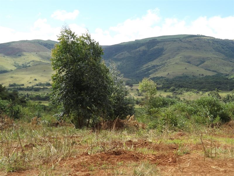 Ideal Citrus/Macadamia Farm for Sale - Photo 4