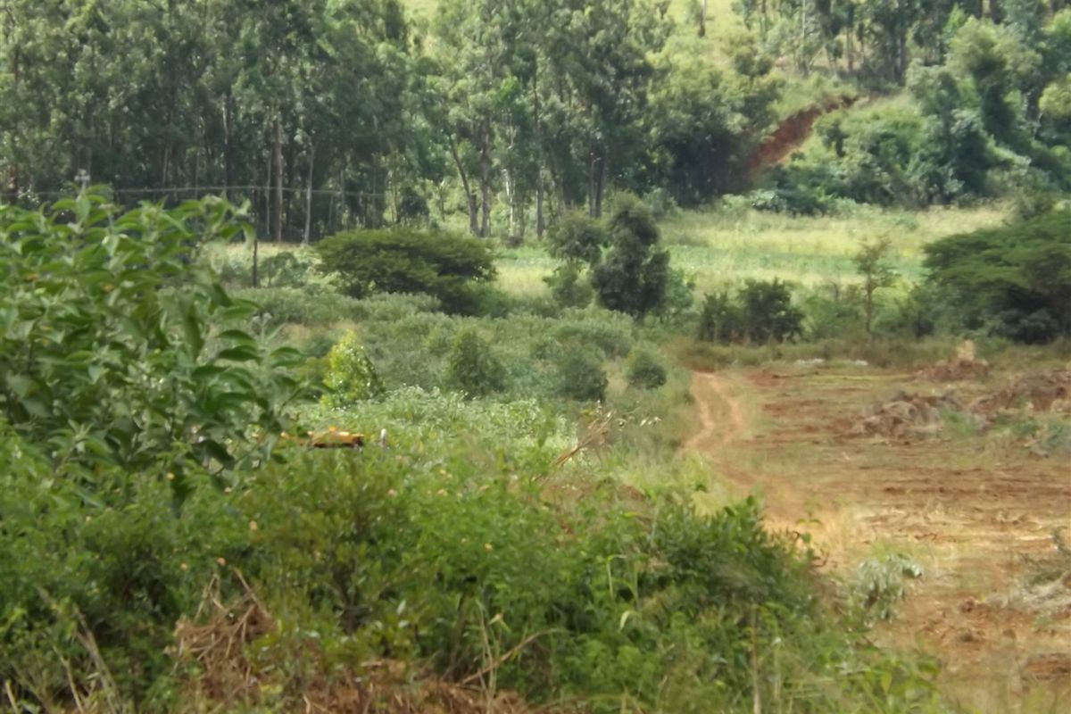 Ideal Citrus/Macadamia Farm for Sale - Photo 5