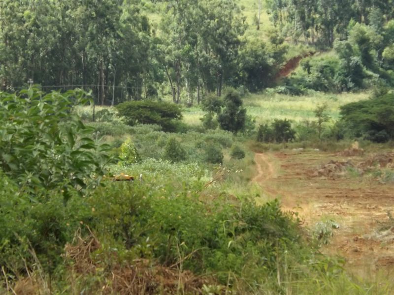 Ideal Citrus/Macadamia Farm for Sale - Photo 5