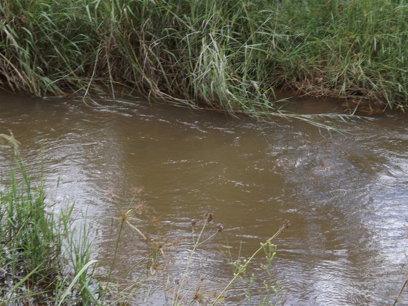 Ideal Citrus/Macadamia Farm for Sale - Photo 3