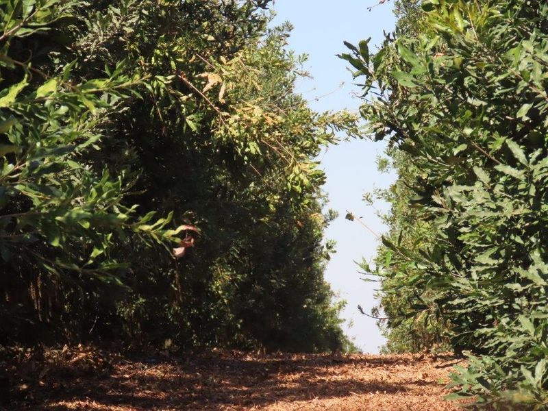 Macadamia Farm - Photo 6