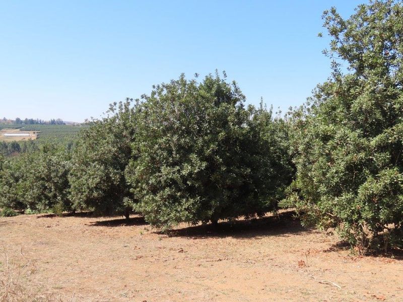 Macadamia Farm - Photo 7