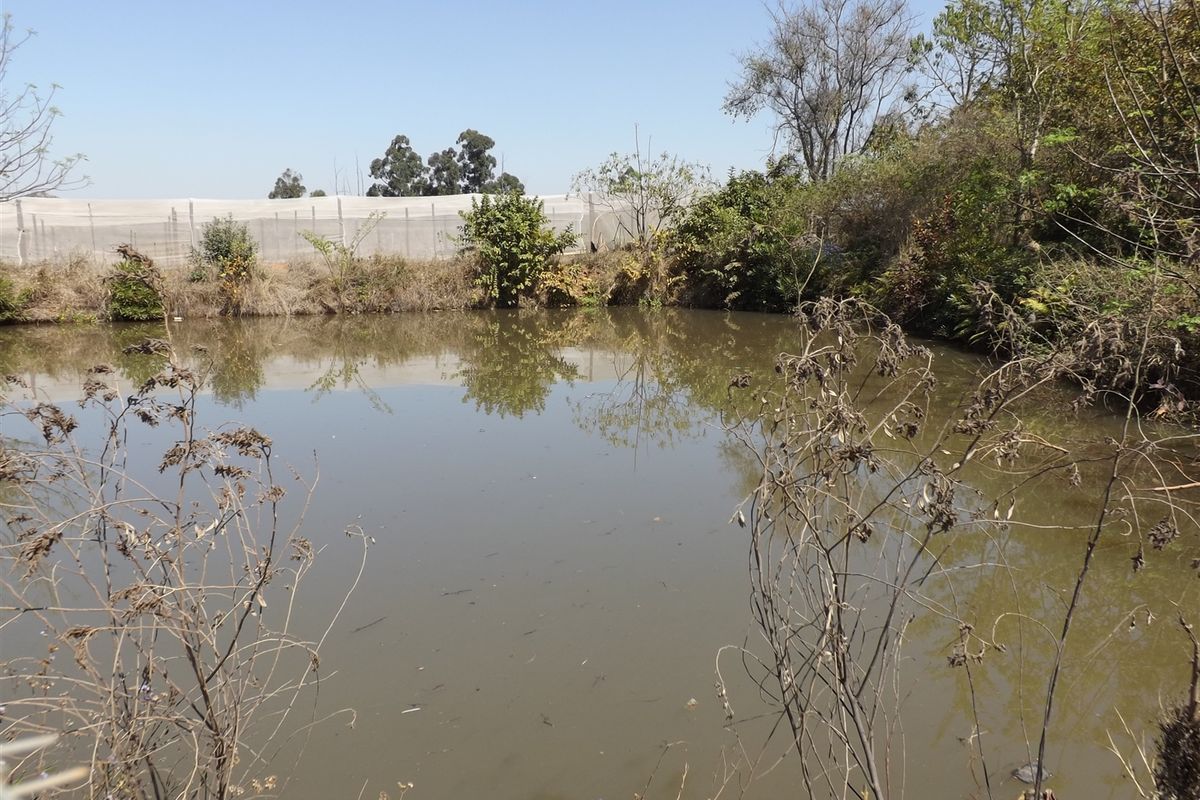 Macadamia Farm - Photo 5