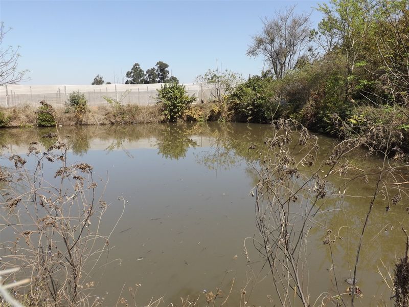 Macadamia Farm - Photo 5