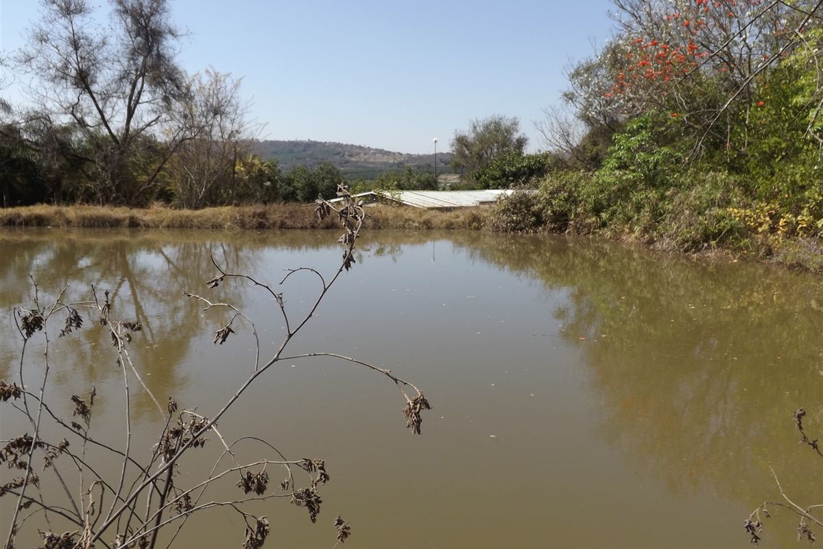 Macadamia Farm - Photo 4