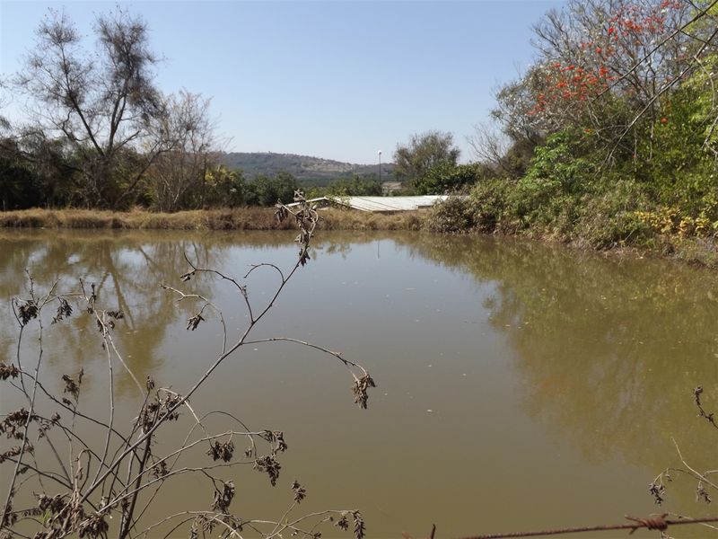 Macadamia Farm - Photo 4