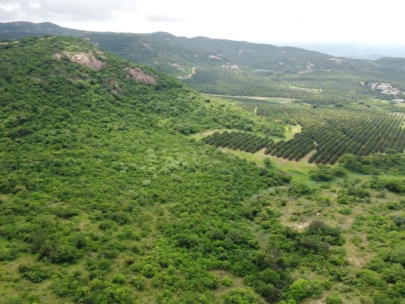Pristine mountainous bush - Vacant Land - Photo 8