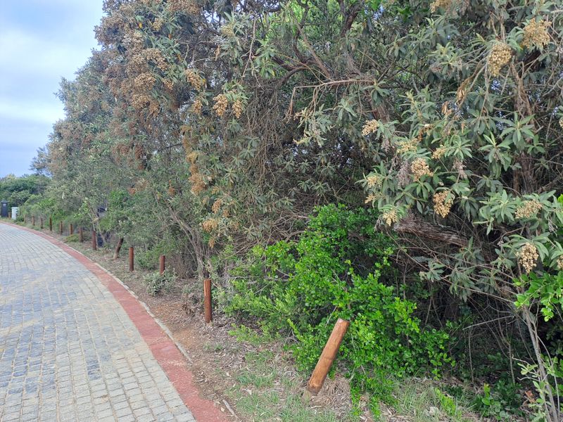 A view of a paved pedestrian walkway bordered by timber bollards and dense established vegetation.