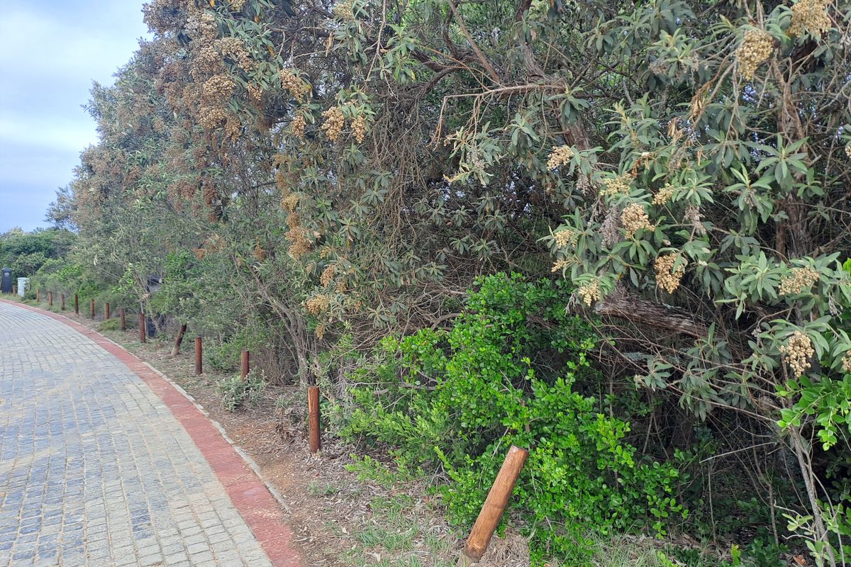A view of a paved pedestrian walkway bordered by timber bollards and dense established vegetation.